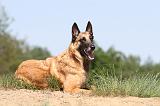 MALINOIS 753